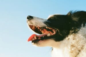 dog teeth4
