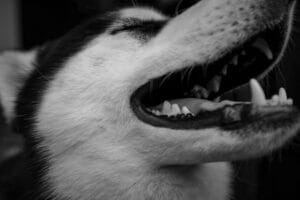 dog teeth5