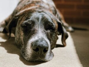 dog that can't stand up2