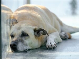 dog that can't stand up3