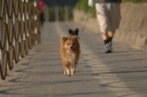 dog walk