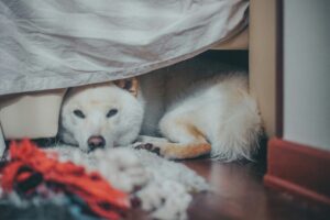 elderly Shiba Inu
