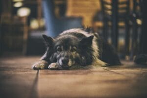 gentle old dog
