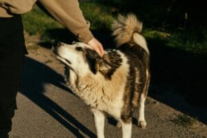 good boy