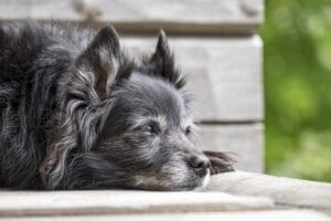 old dog sit on the bench