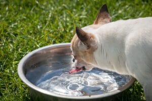 old dog drinking water
