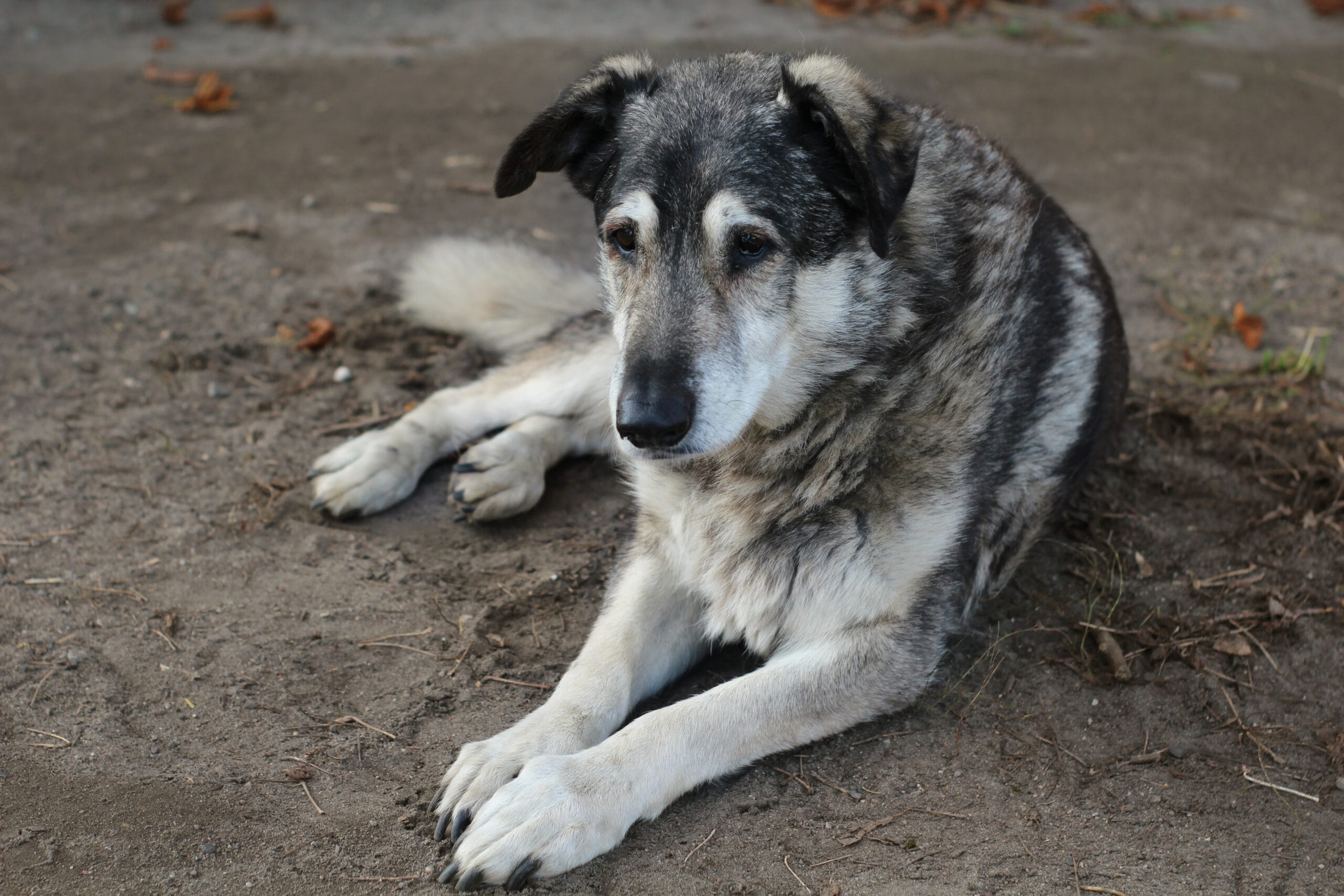 old dog lying down