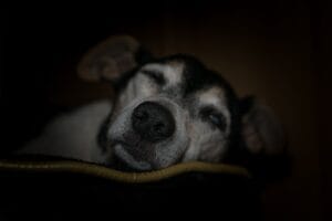 old dog sleeping