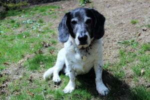 old dog 4