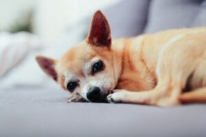 precious dog