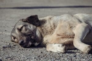 senior dog heatstroke2