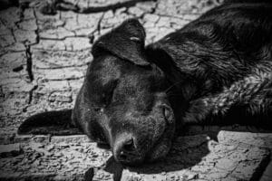 senior dog heatstroke5