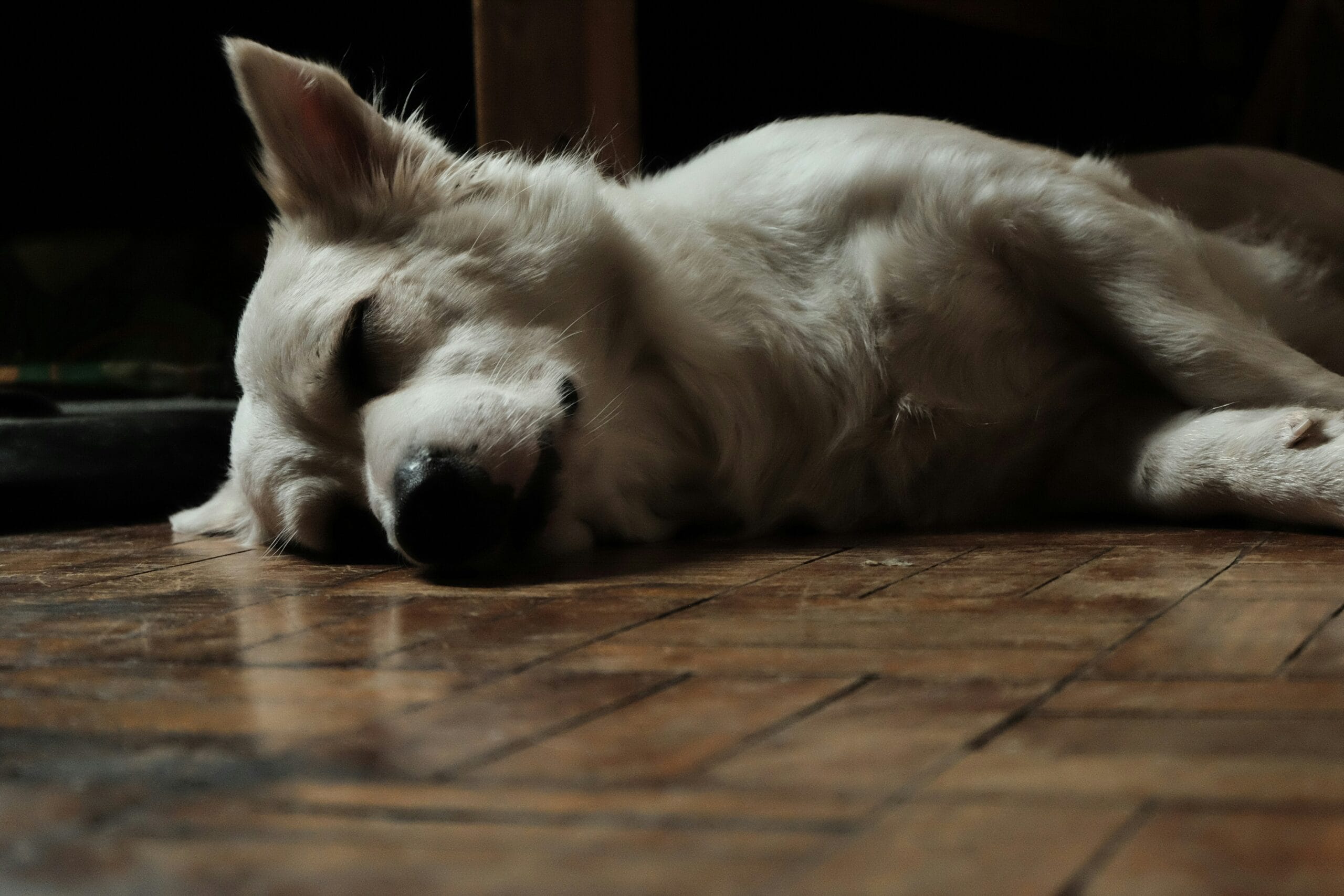 senior dog heatstroke6