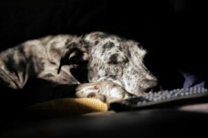sleeping old dog2