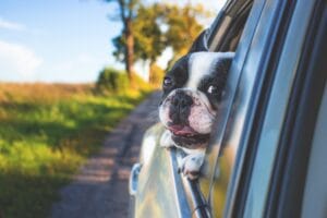 travel with dog
