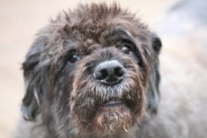 old dog 2
