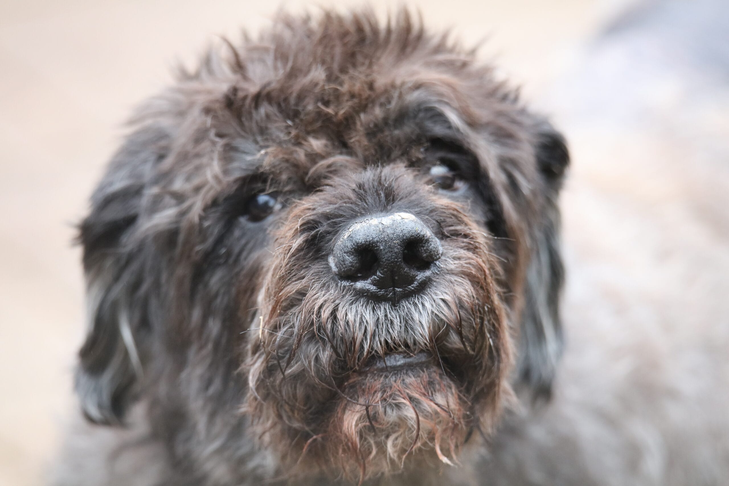 old dog 2