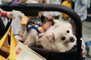 Dog in a pet stroller1