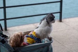 Dog in a pet stroller3