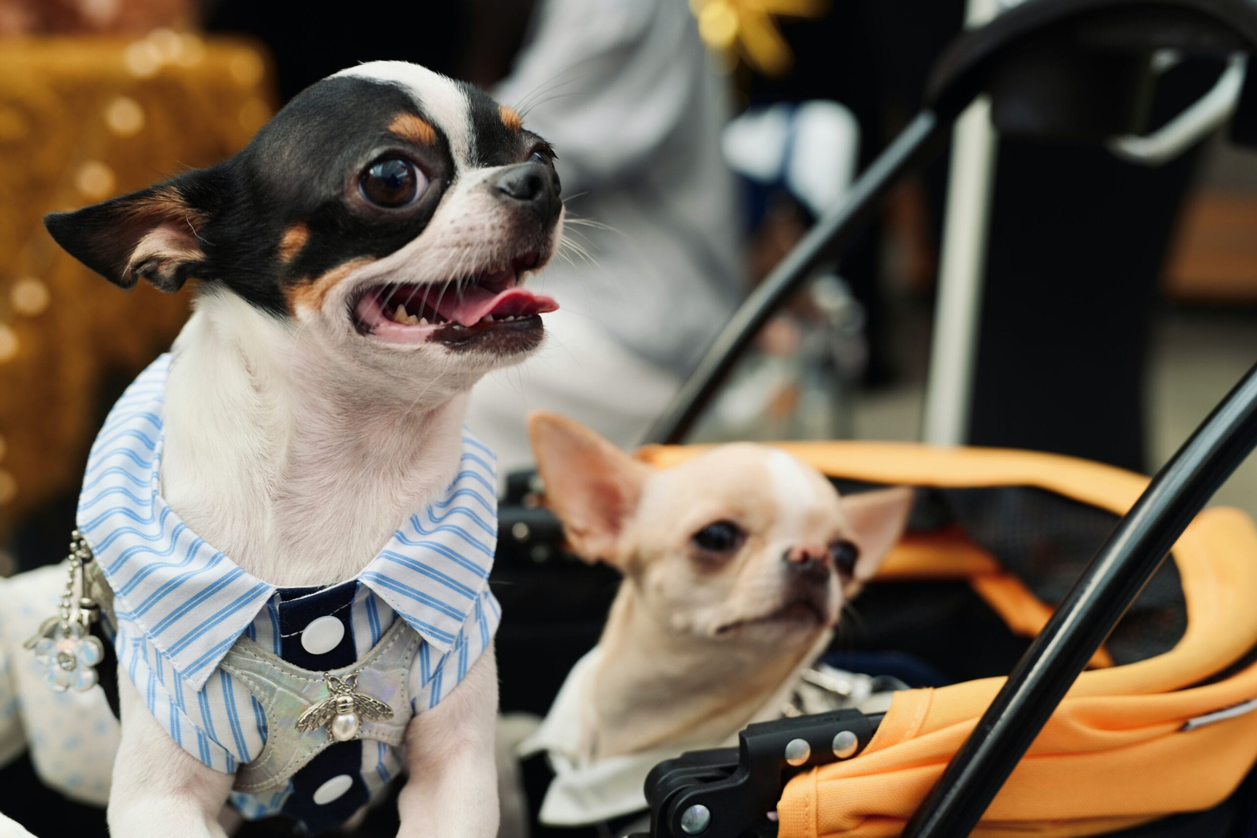Dog in a pet stroller4