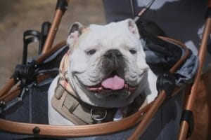 Dog in a pet stroller5