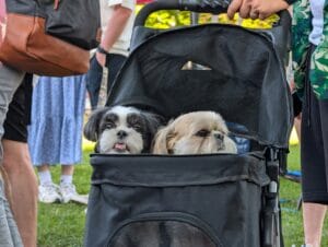Dog in a pet stroller6