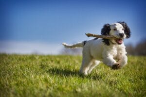 Dogs playing energetically