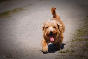 Dogs that get hot8