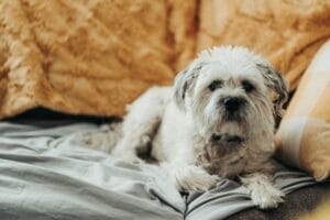 House sitting4