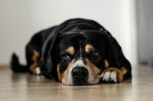 House sitting6