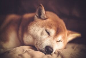 My beloved dog