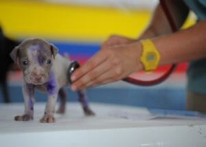 dog-house-call-vet1