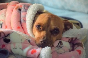 dog-house-call-vet2