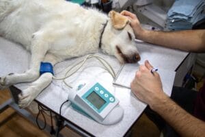 dog-house-call-vet3