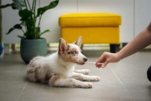dog-house-call-vet4