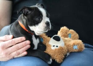 dog-house-call-vet6