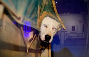 dog in a sling2