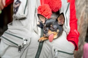dog in a sling3