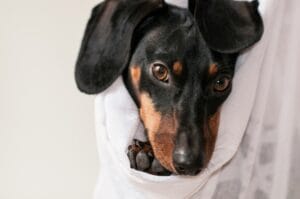 dog in a sling4