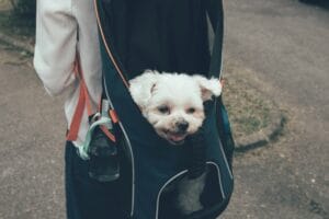 dog in a sling5