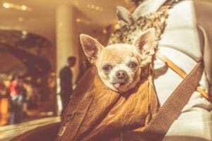 dog in a sling6