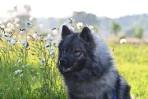 dog in flower garden