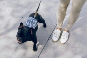 dog-walk-insect-repellent2