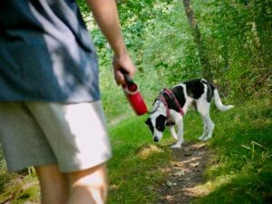 dog-walk-insect-repellent3