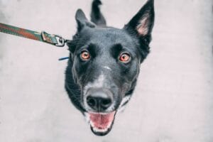 dog-walk-insect-repellent5