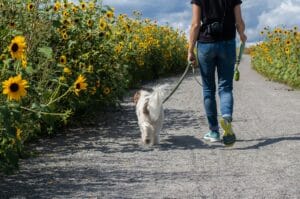 dog-walk-insect-repellent6