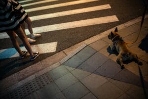 dog-walk-light-leash1