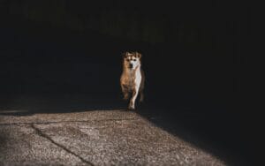 dog-walk-light-leash3