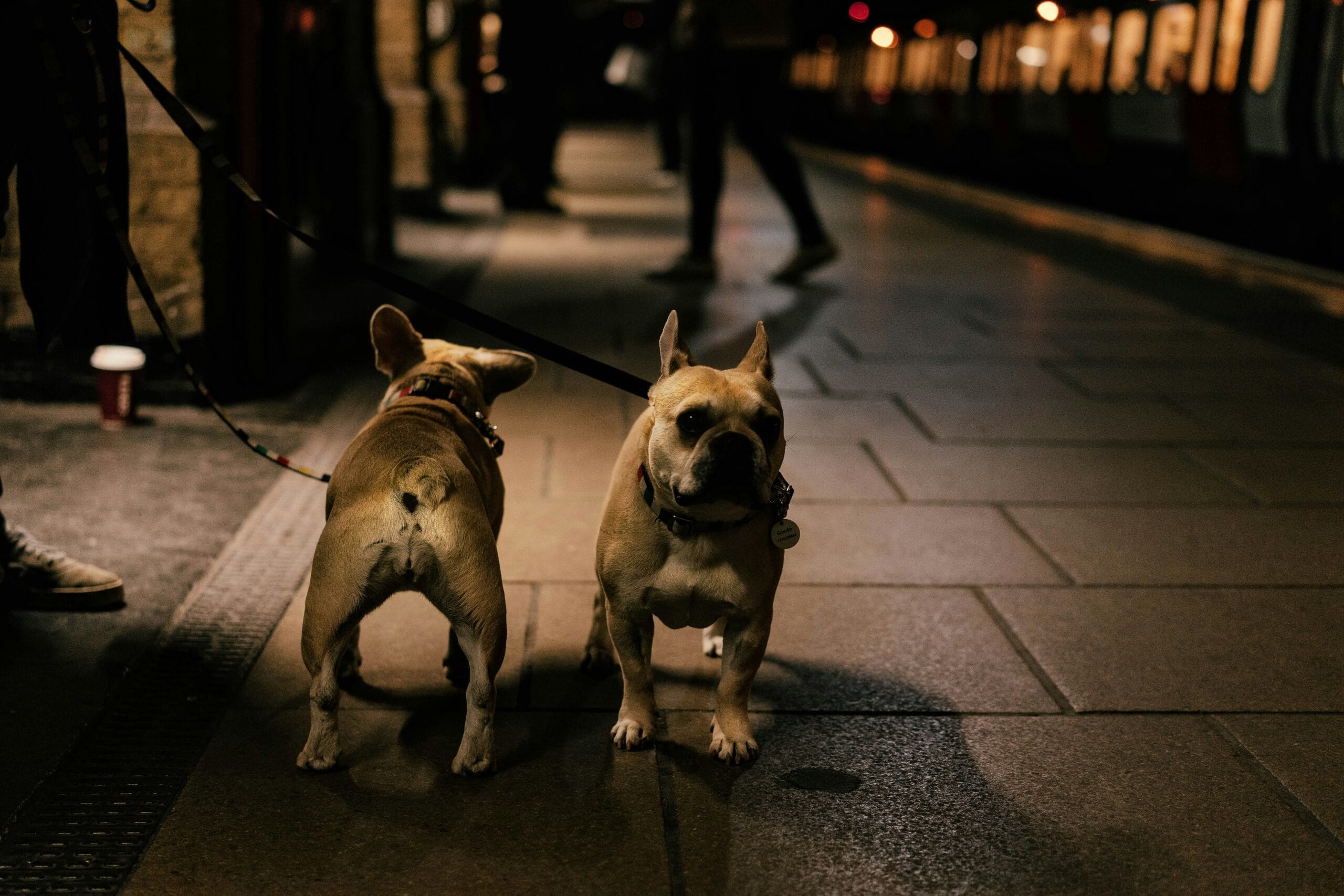 dog-walk-light-leash5
