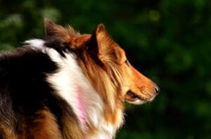 dog walking1